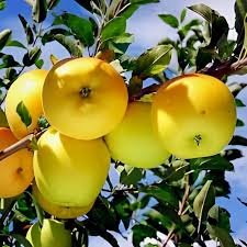 Apple Golden Delicious